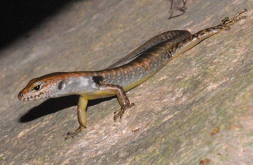 lemon-barred forest-skink (Eulamprus amplus)