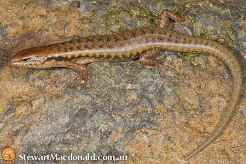 northern barsided skink (Eulamprus brachysoma)