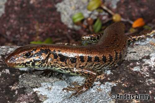 Bartle Frere barsided skink (Eulamprus frerei)