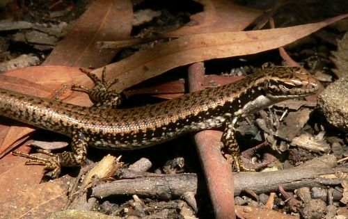yellow-bellied water-skink (Eulamprus heatwolei)