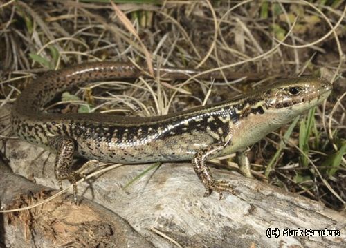 alpine water skink (Eulamprus kosciuskoi)