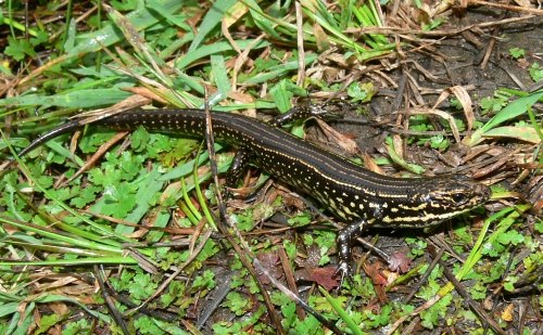 Blue Mountains water-skink (Eulamprus leuraensis)