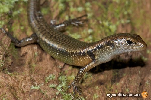 orange-speckled forest-skink (Eulamprus luteilateralis)