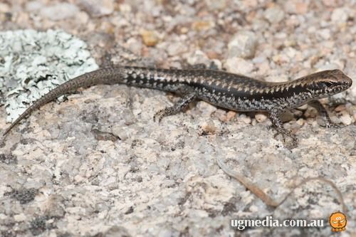 dark bar-sided skink (Eulamprus martini)