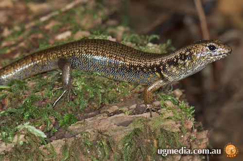 Murray's skink (Eulamprus murrayi)