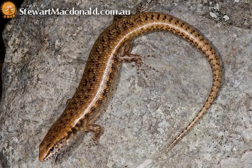 stout barsided skink (Eulamprus sokosoma)
