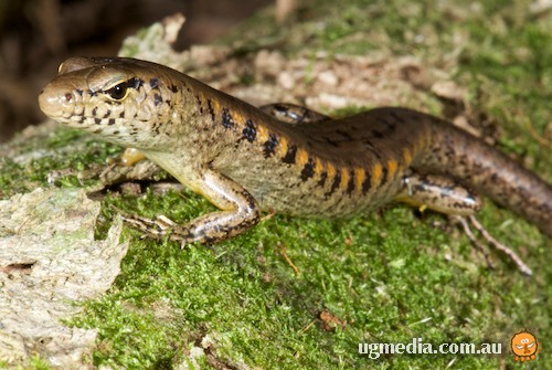 yellow-blotched forest-skink (Eulamprus tigrinus)