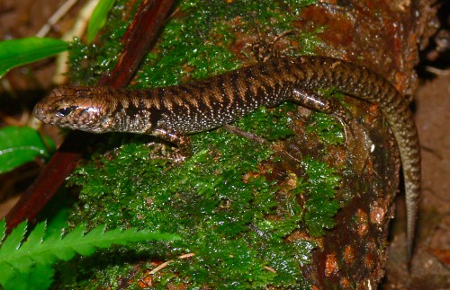 Tryon's skink (Eulamprus tryoni)