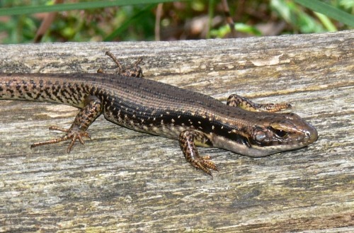 southern water-skink (Eulamprus tympanum)