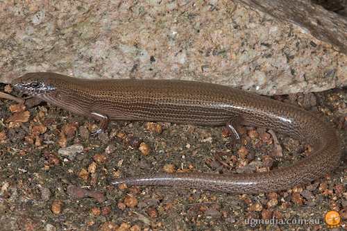 Mount Elliot mulch-skink (Glaphyromorphus clandestinus)