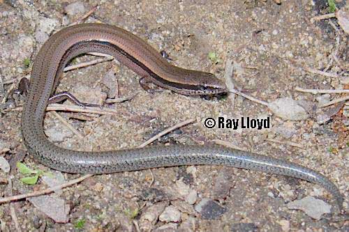 slender mulch-skink (Glaphyromorphus cracens)
