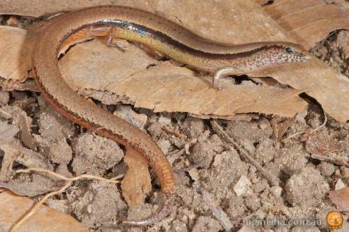 Cape York mulch-skink (Glaphyromorphus crassicaudus)