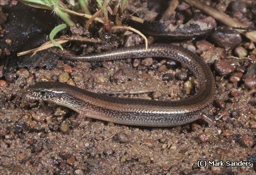 northern mulch-skink (Glaphyromorphus darwiniensis)