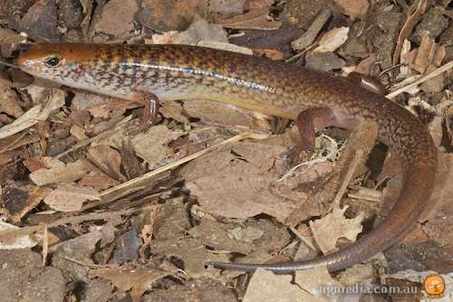 brown-tailed bar-lipped skink (Glaphyromorphus fuscicaudis)