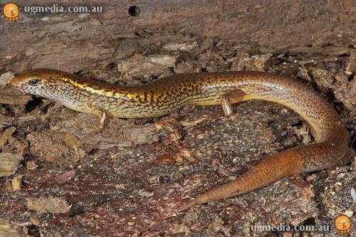 Atherton Tableland mulch-skink (Glaphyromorphus mjobergi)