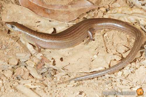 black-tailed bar-lipped skink (Glaphyromorphus nigricaudis)