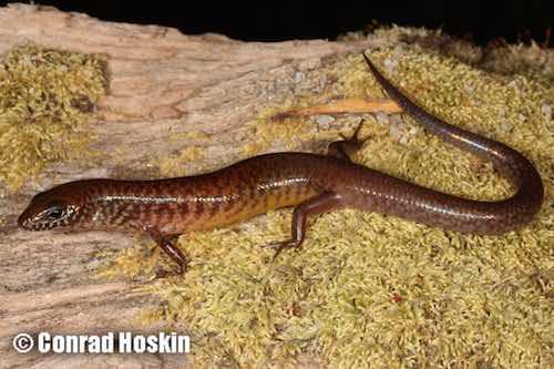 McIlwraith bar-lipped skink (Glaphyromorphus nyanchupinta)