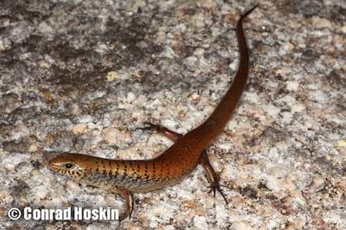 Cape Melville bar-lipped skink (Glaphyromorphus othelarrni)