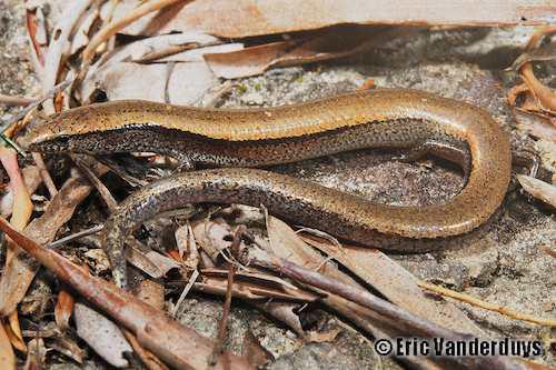 dwarf mulch-skink (Glaphyromorphus pumilus)