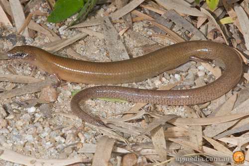 fine-spotted mulch-skink (Glaphyromorphus punctulatus)