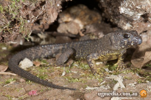 prickly forest skink (Gnypetoscincus queenslandiae)