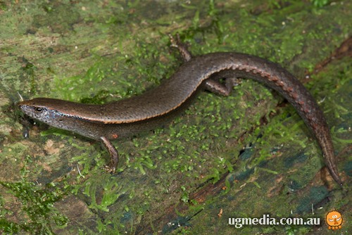 rainforest cool-skink (Harrisoniascincus zia)