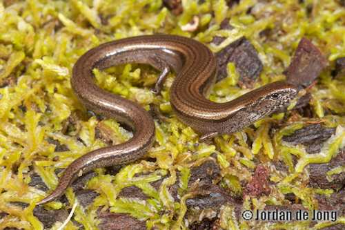 three-toed earless skink (Hemiergis decresiensis)