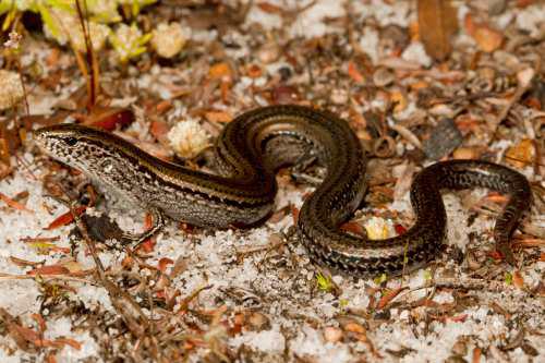 south-western mulch-skink (Hemiergis gracilipes)