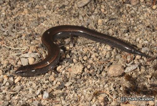 southwestern earless skink (Hemiergis initialis)