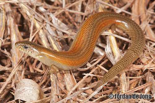 Triodia earless skink (Hemiergis millewae)