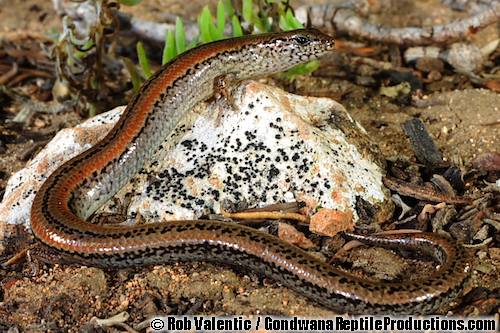 lowlands earless skink (Hemiergis peronii)