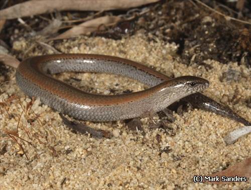 two-toed earless skink (Hemiergis quadrilineata)