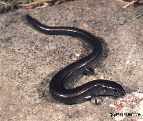 Eastern three-toed earless skink (Hemiergis talbingoensis)