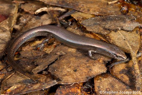 friendly sunskink (Lampropholis amicula)