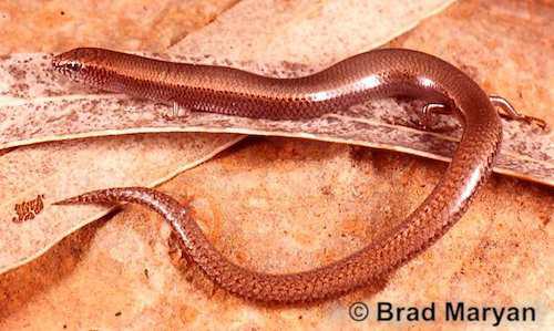 Cape Range slider (Lerista allochira)