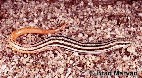 bold-striped slider (Lerista christinae)