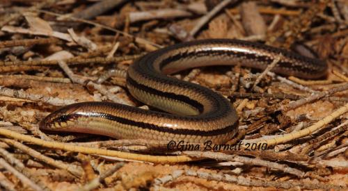 blinking broad-blazed slider (Lerista connivens)