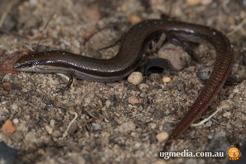 south-western orange-tailed slider (Lerista distinguenda)