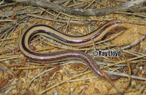 bold-striped robust slider (Lerista gerrardii)