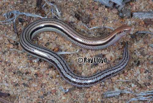 Zuytdorp slider (Lerista humphriesi)