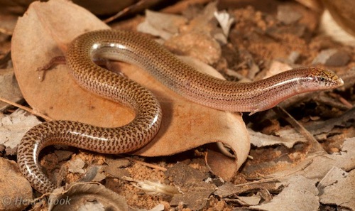 Kalumburu Kimberley slider (Lerista kalumburu)