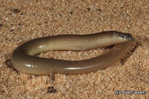 unpatterned robust slider (Lerista macropisthopus)