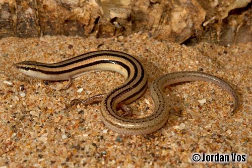 Nevin's three-toed slider (Lerista nevinae)