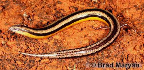 inland broad-blazed slider (Lerista nichollsi)