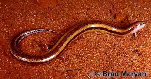 Onslow broad-blazed slider (Lerista onsloviana)