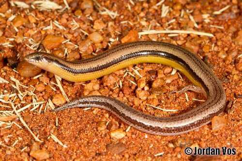 pale broad-blazed slider (Lerista petersoni)