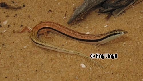 keeled slider (Lerista planiventralis)