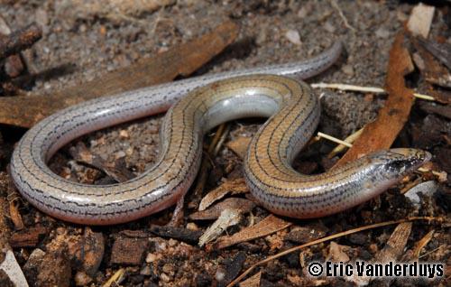 Rochford slider (Lerista rochfordensis)