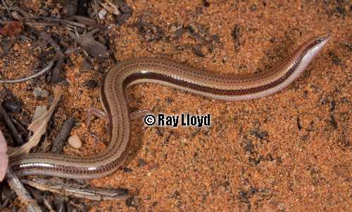 Fitzroy sandslider (Lerista simillima)