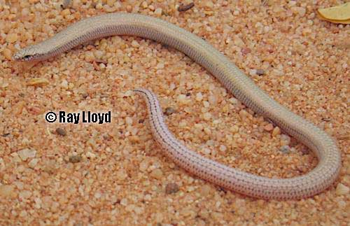 two-toed fine-lined slider (Lerista wilkinsi)